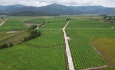 終于發現！靠譜的免稅煙購買網站推介“感恩戴德”